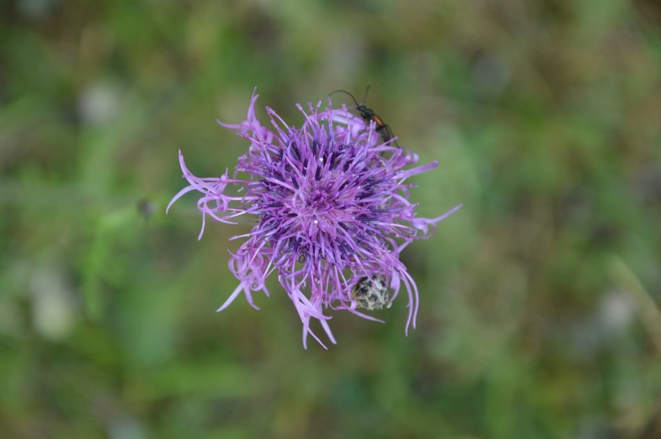insect on natural flower