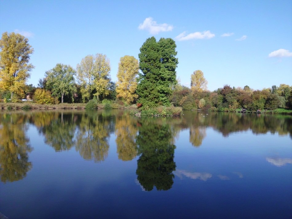 gorgeous trees on the lake