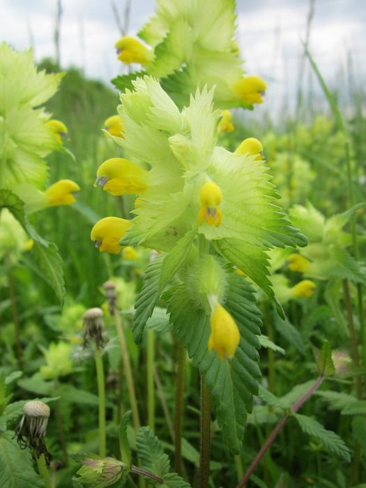 greater yellow rattle flower