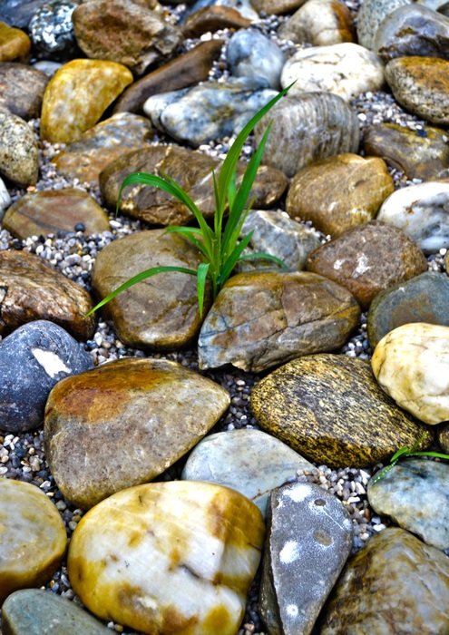 wild plant in beautiful stones