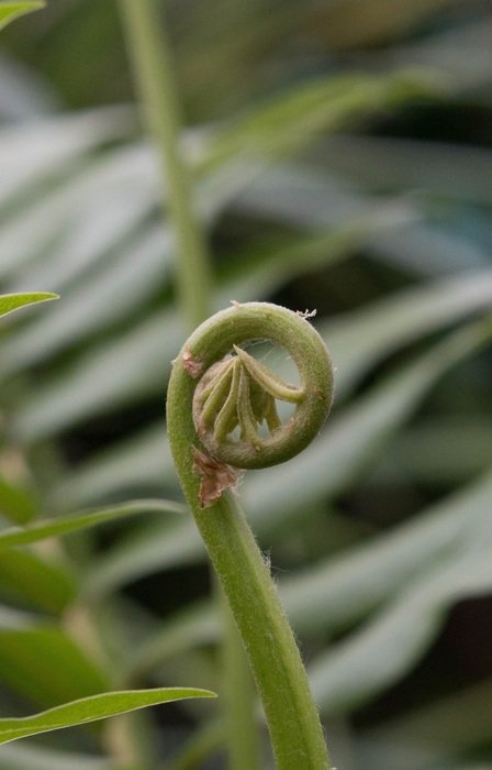 green fern on the farm