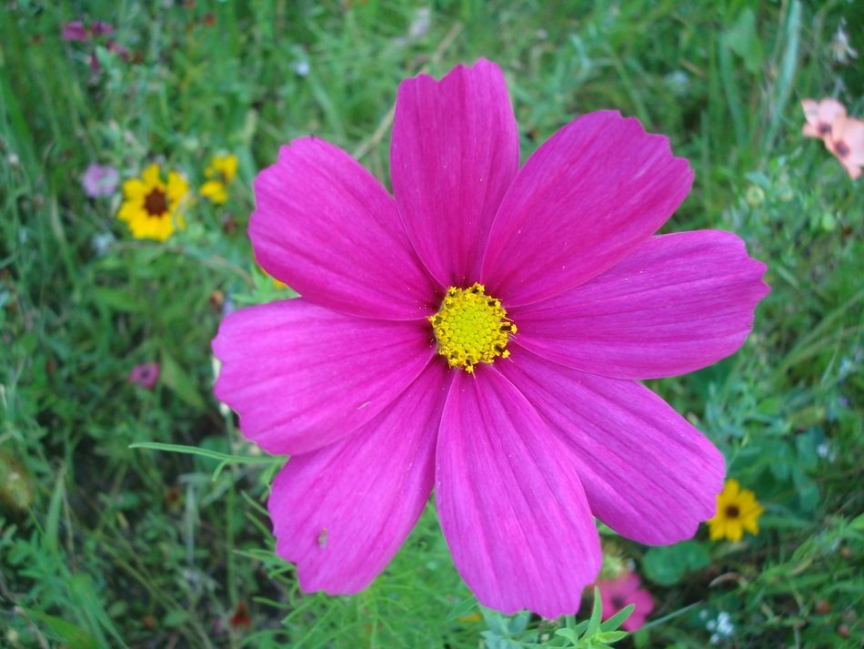 bright purple open bud