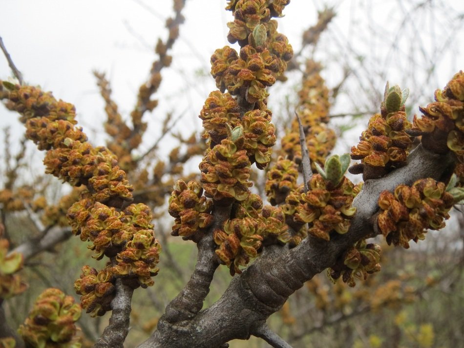 Hippophae rhamnoides plant