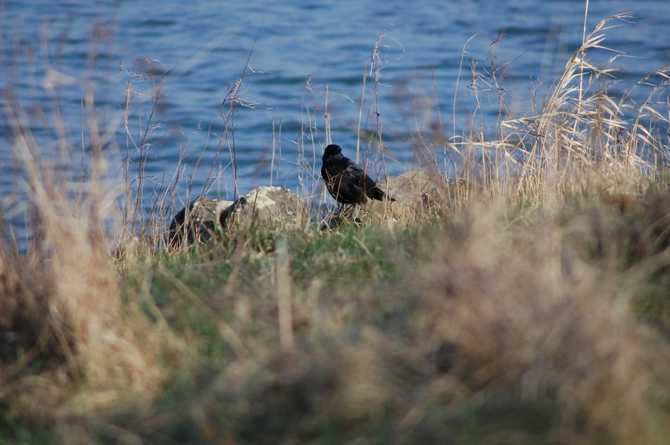 black bird on the rhine