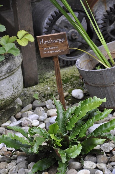 asplenium scolopendrium with wooden plant sign in garden