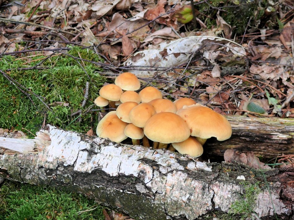 beige mushrooms under the tree