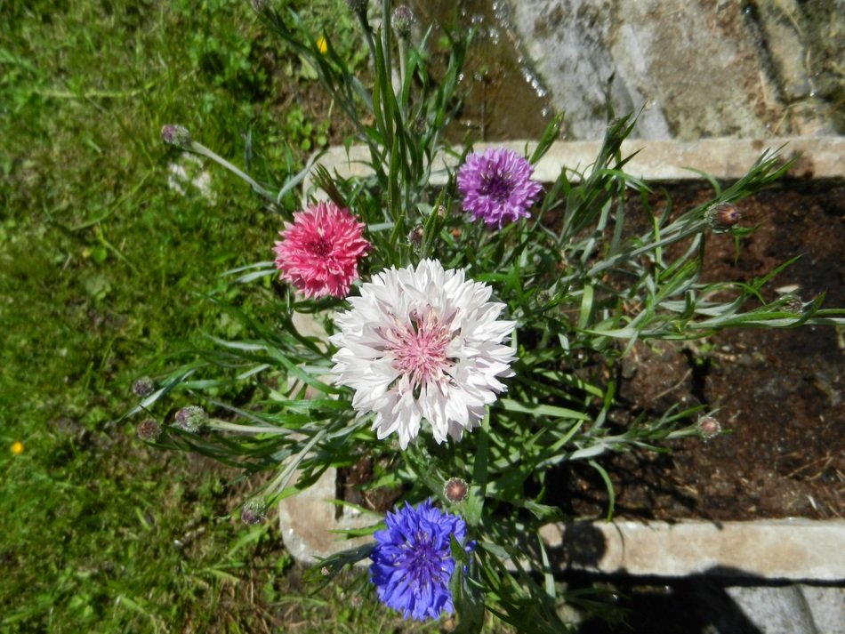 flowers in the garden