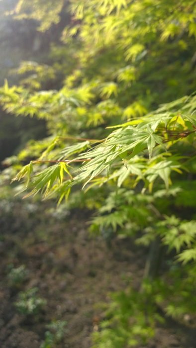 extraordinary beautiful maple