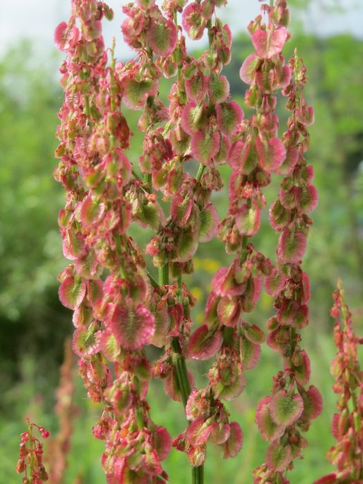 Beautiful and colorful Rumex Acetosa flowers
