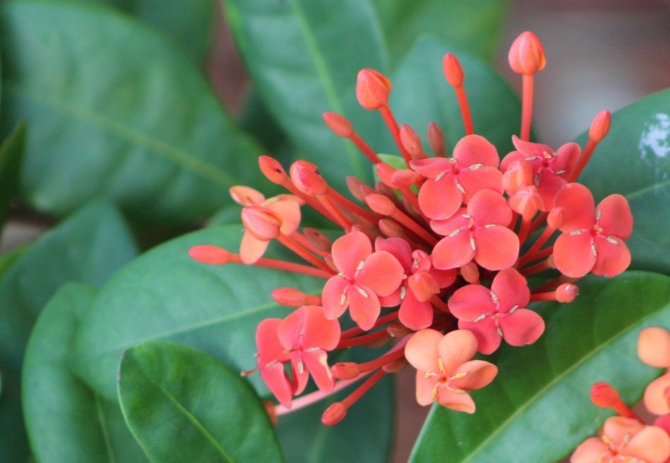 Red botanical plants