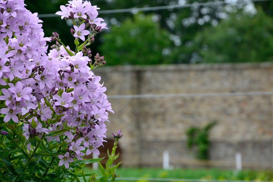bush with pink flowers near the fence