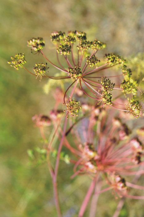 parsley flower in the meadow