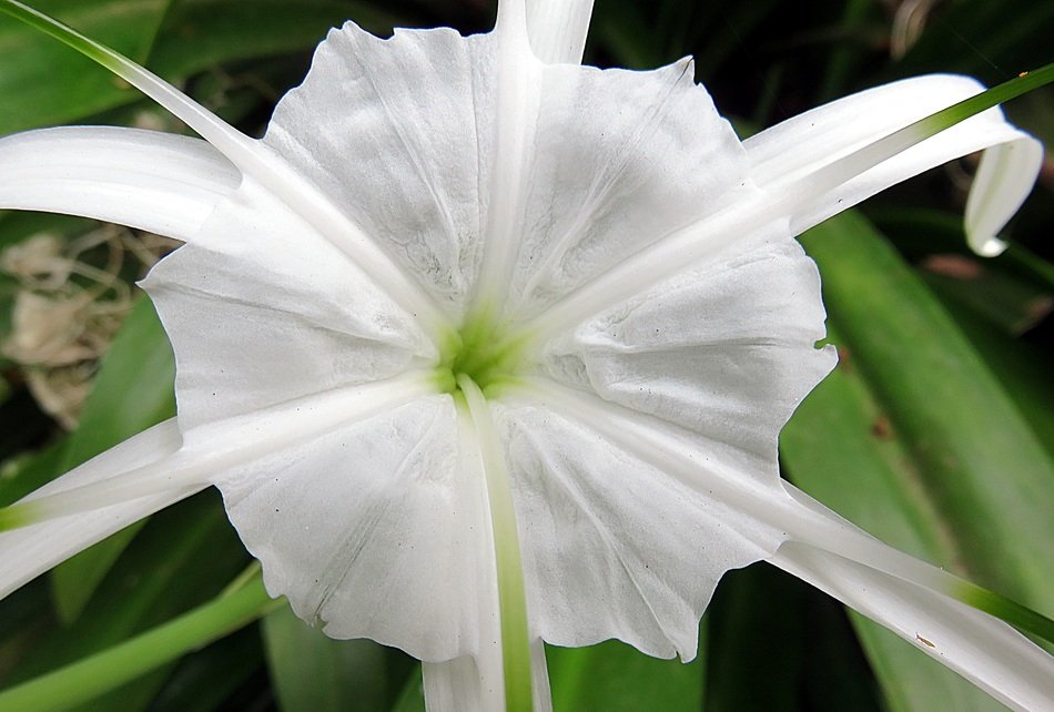 Beautiful white hymenocallis flower