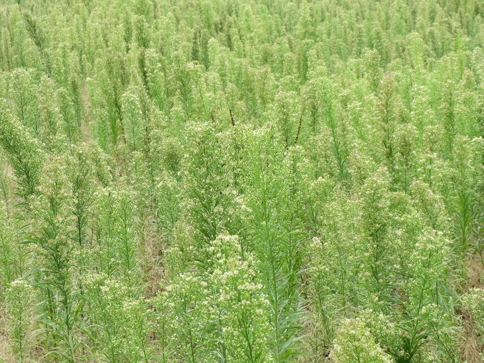 conyza canadensis horseweed