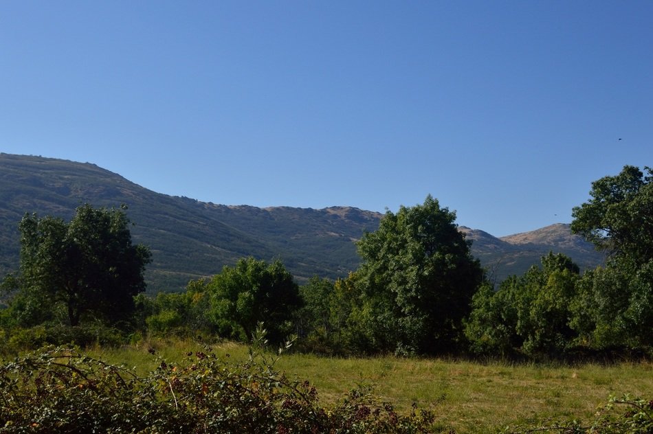 green forest in the vicinity of Madrid