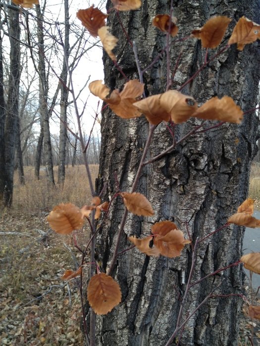 wonderful tree trunk