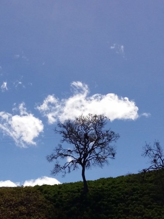 tree and cloud in the sky
