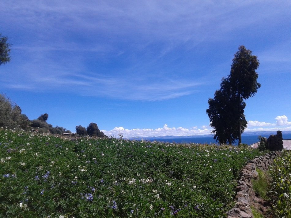 blooming potato in village on seaside