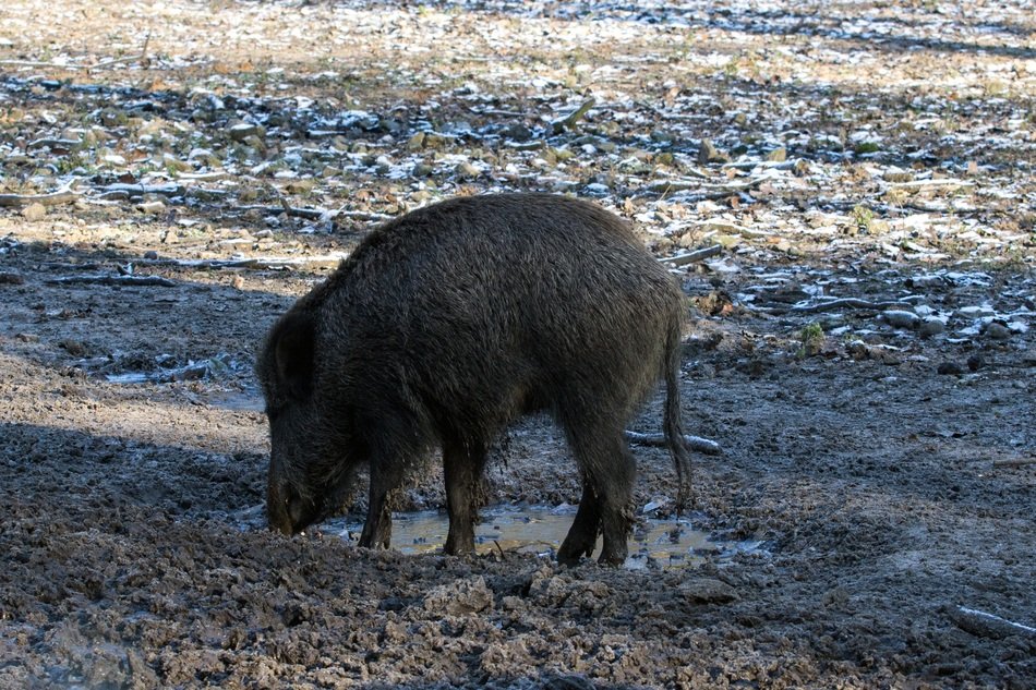 Wild boar in the pasture