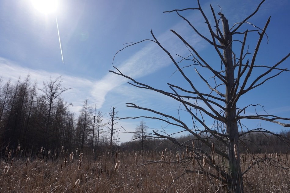 nature in the spring in Ottawa