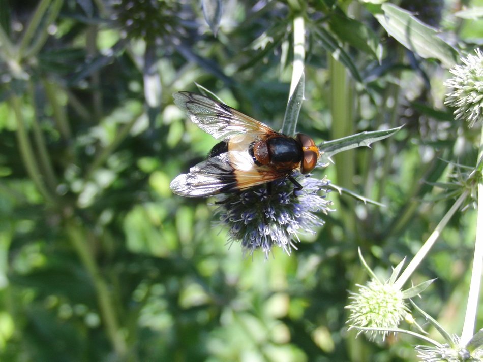 insect flight