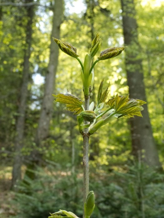 most beautiful bud forest