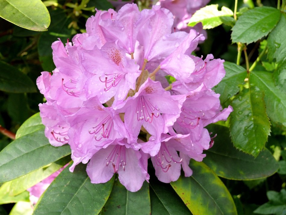lilac flowers of rhododendron