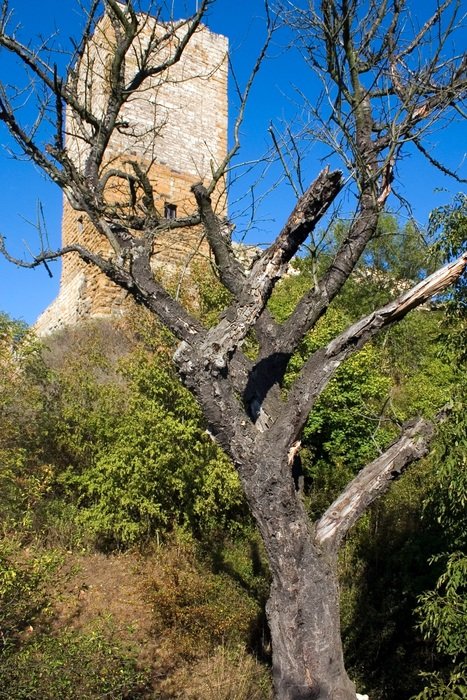 A lonely bare tree against the ruins of a castle, germany
