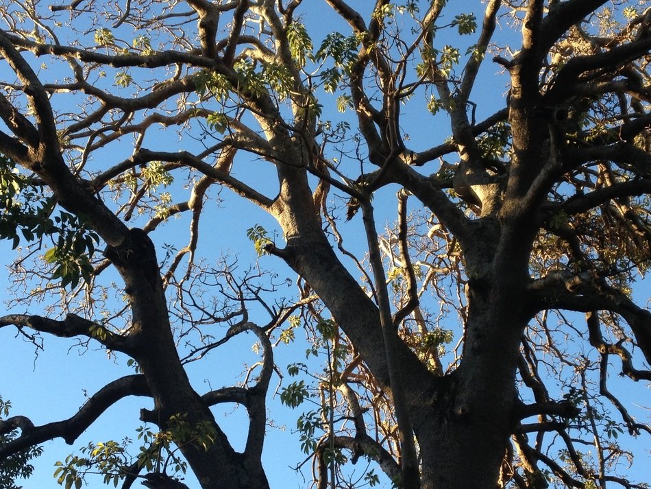 View from below on tree crowns