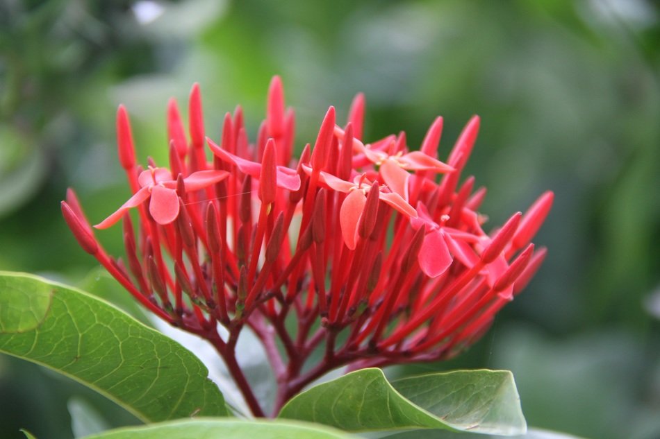 Needle scarlet buds