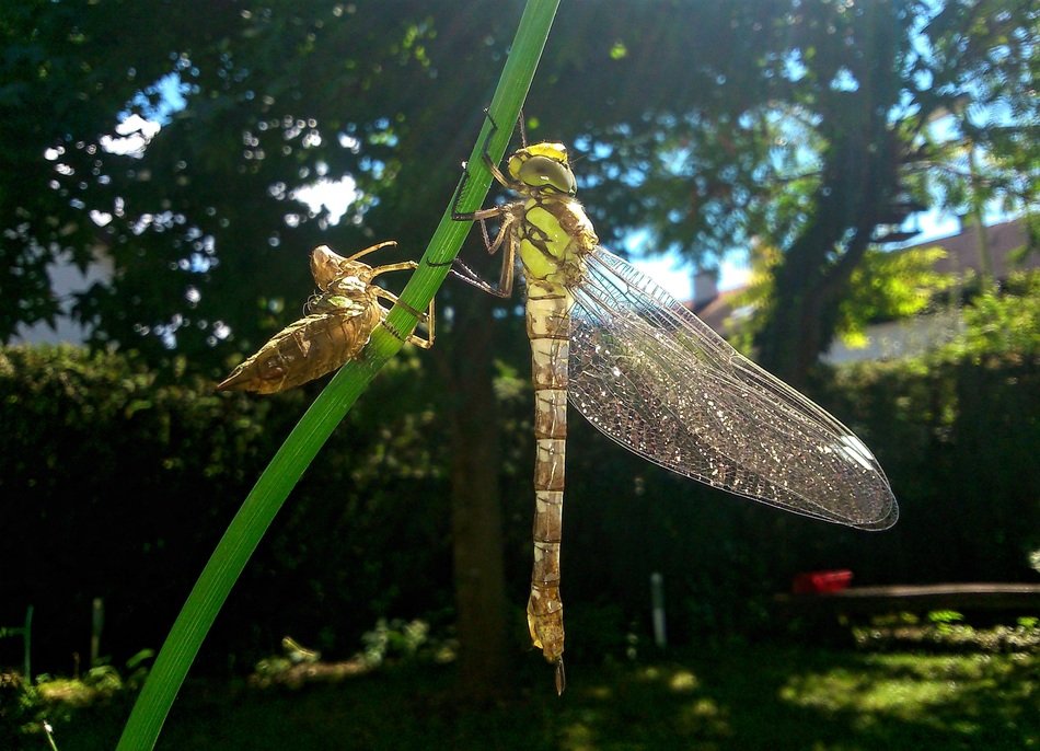 dragonfly in summer garden macro