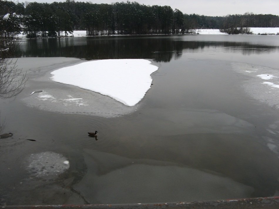 duck on the winter lake