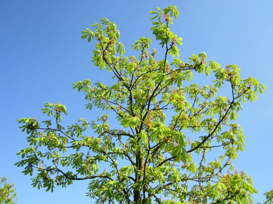 horse-chestnut against the blue sky