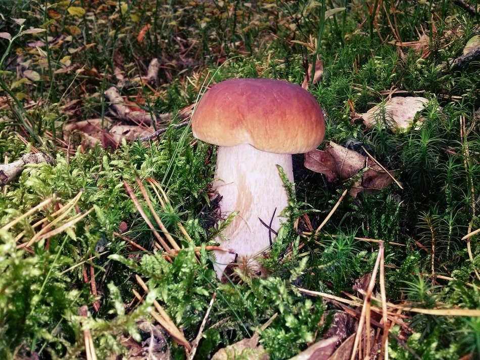 mushroom in the wild forest