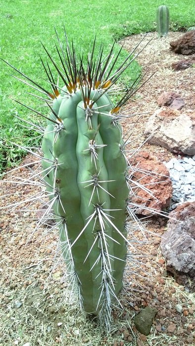 prickly cactus in garden