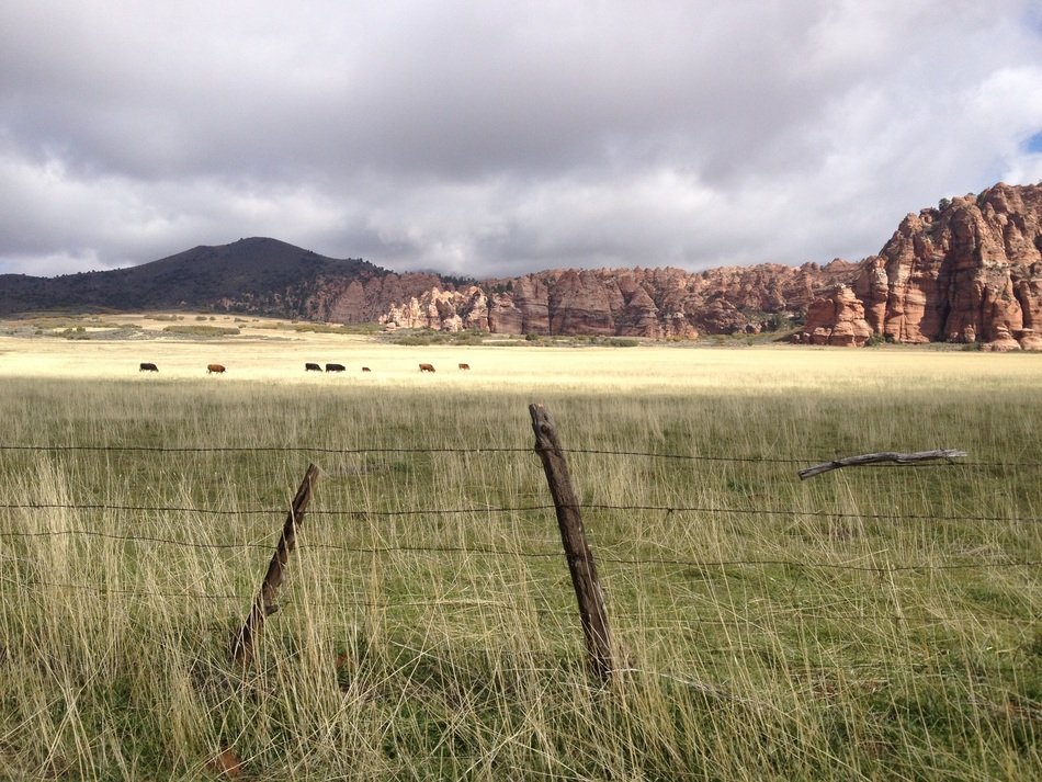 distant view of horses at the foot of the mountains
