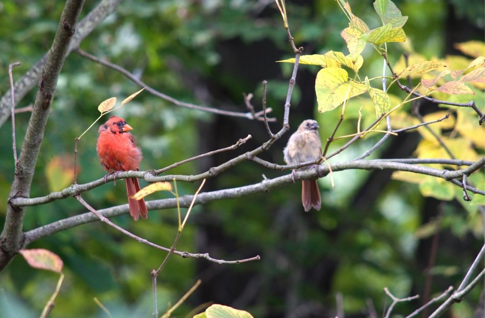 Cardinal birds in the wildlife