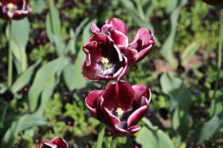 radiant tulips in the garden