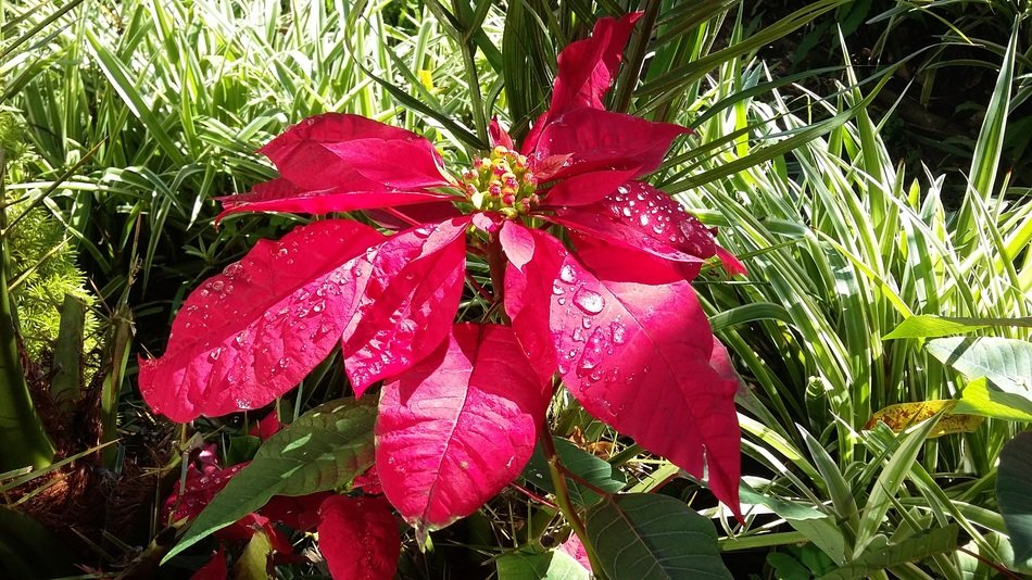 picture of the bright pink flower