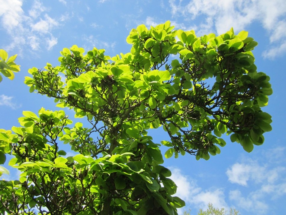 Magnolia soulangeana tree free image download