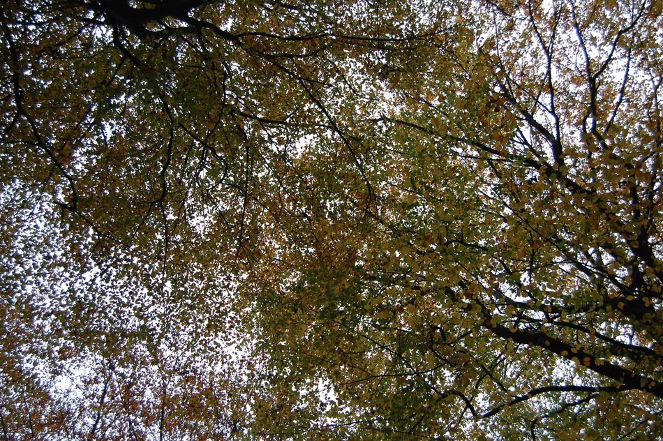 trees in the forest against the sky