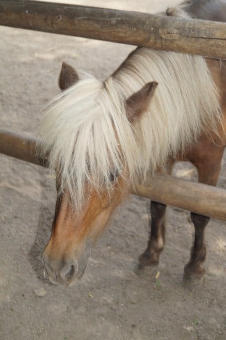 young pony in the zoo