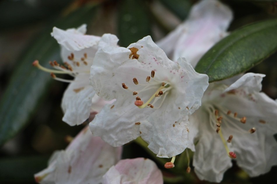 unusual white buds