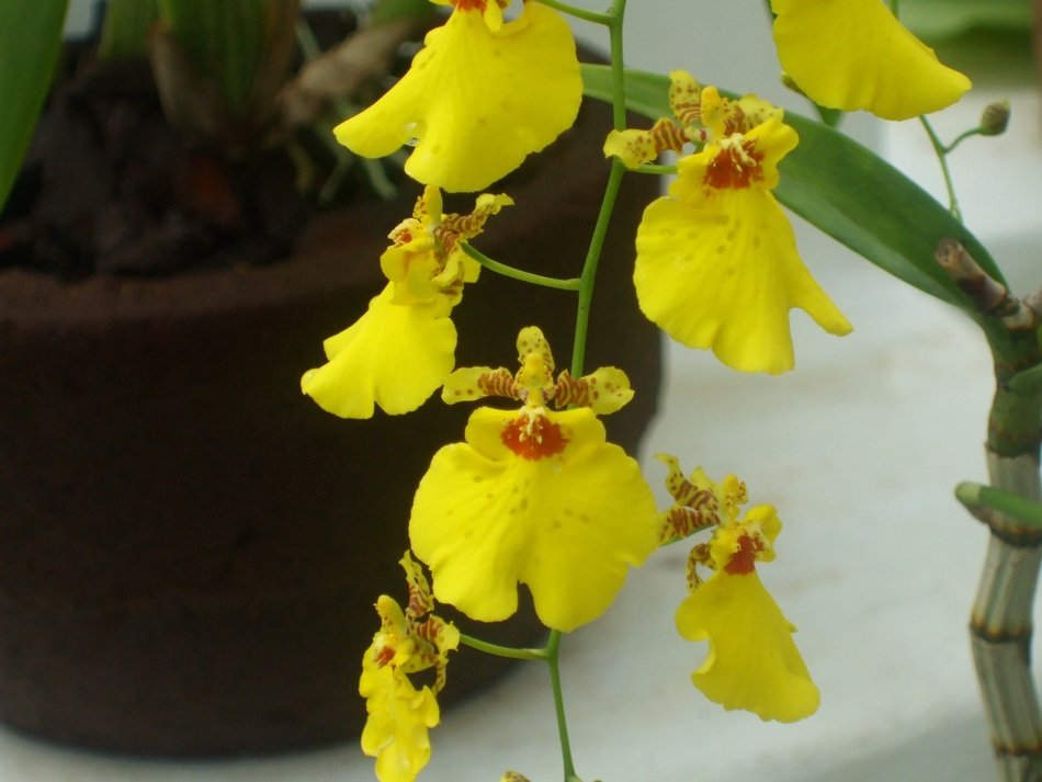 wonderful orchid flower
