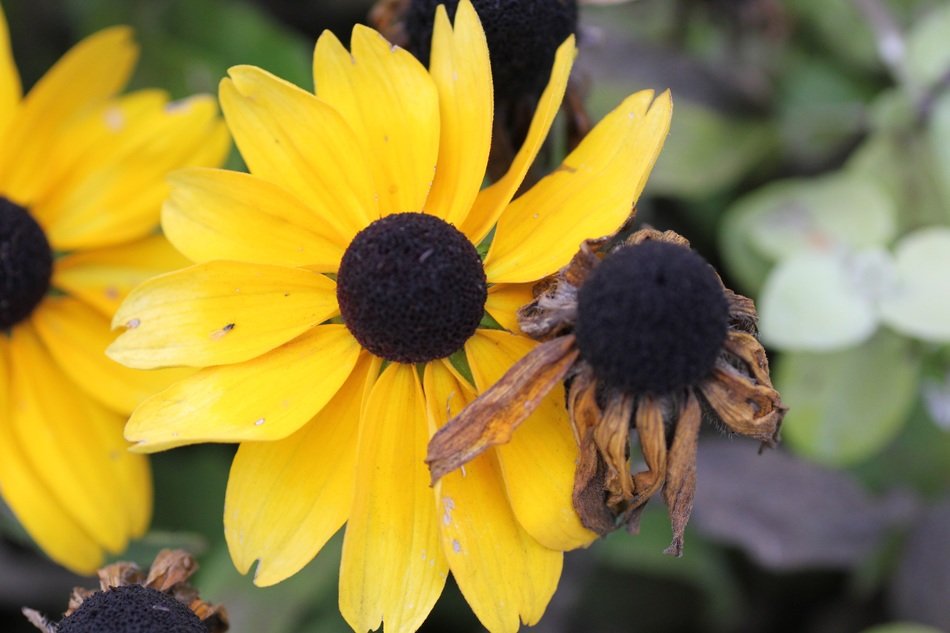 yellow flowers with a black center