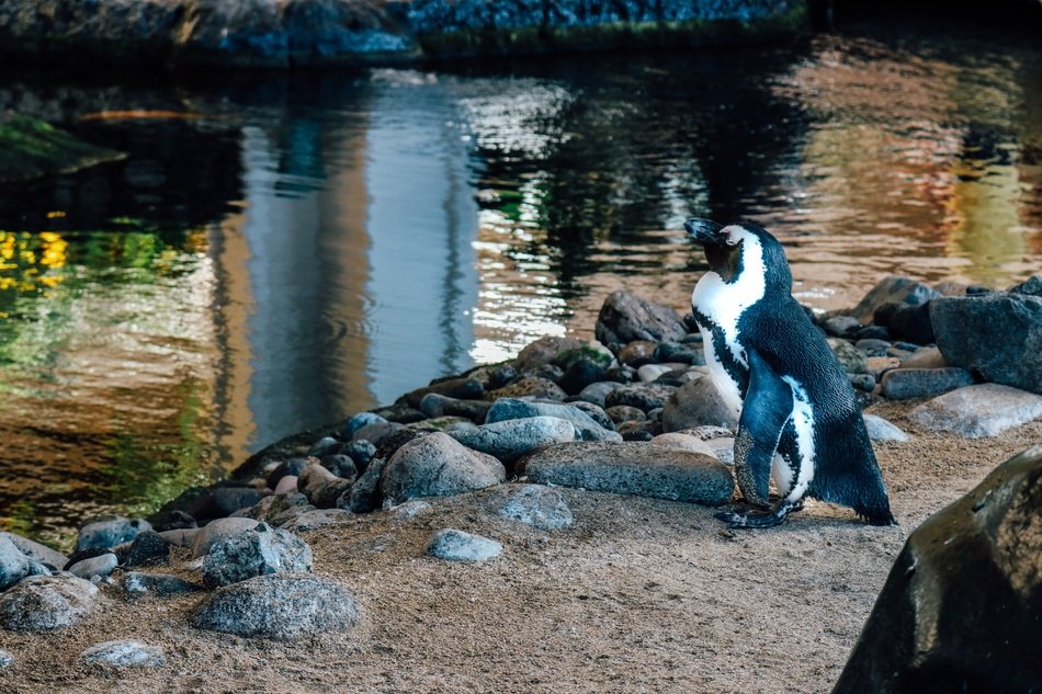 Beautiful black and white penguin on the stone coast of Maui, Hawaii