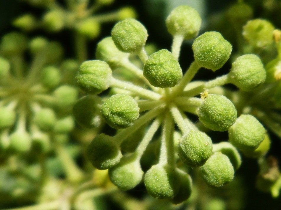 A lot of flowers on the green plant