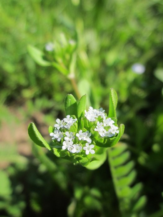 flowering valerianella locusta plant