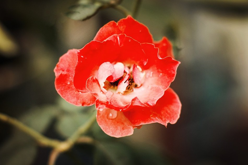 most beautiful ruby flowers