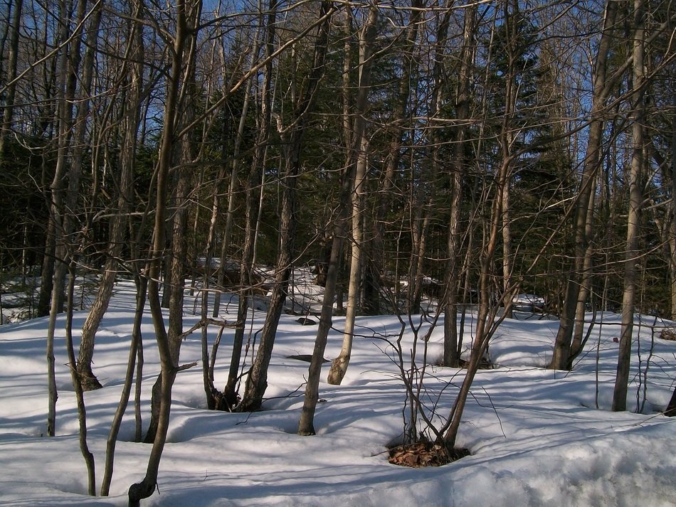 Trees among the snow in the forest